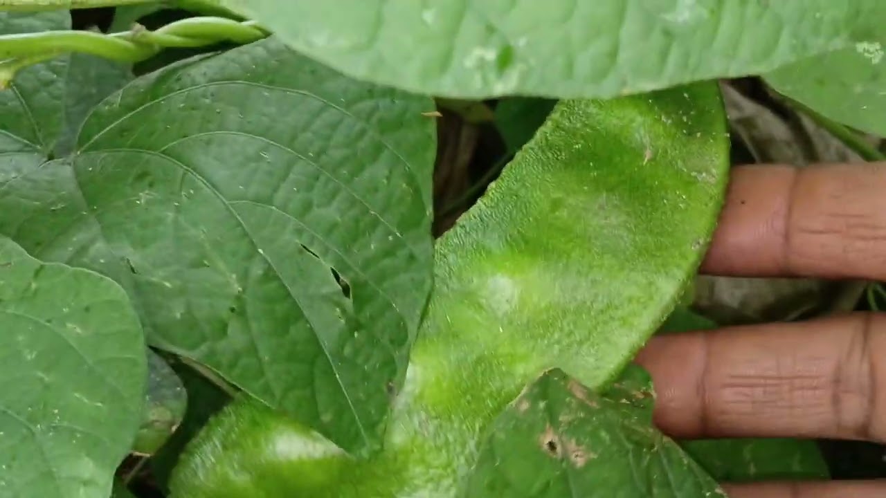 வணக்கம் மக்களே மரம் வளர்ப்போம்
