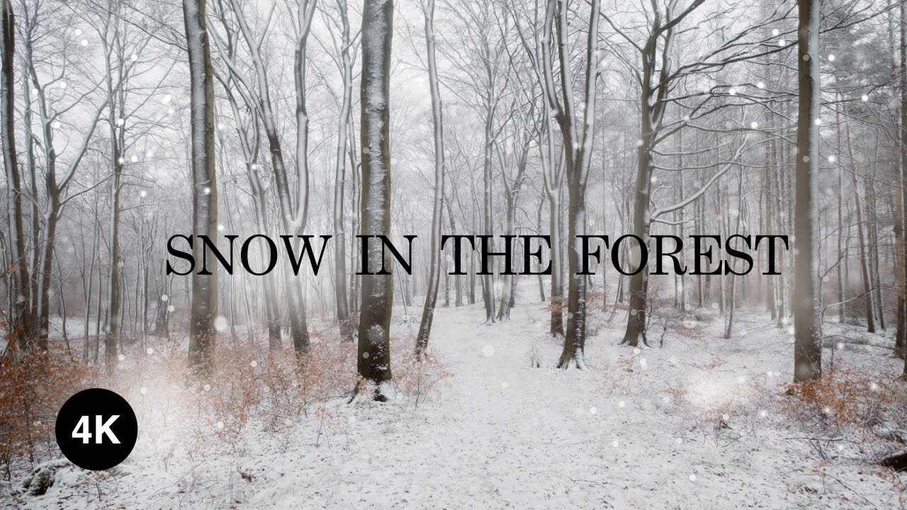 Forest ambience during snow fall in a German forest (ASMR, WHITE NOISE)