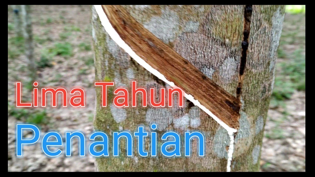 Kebun Karet Usia 5 Tahun