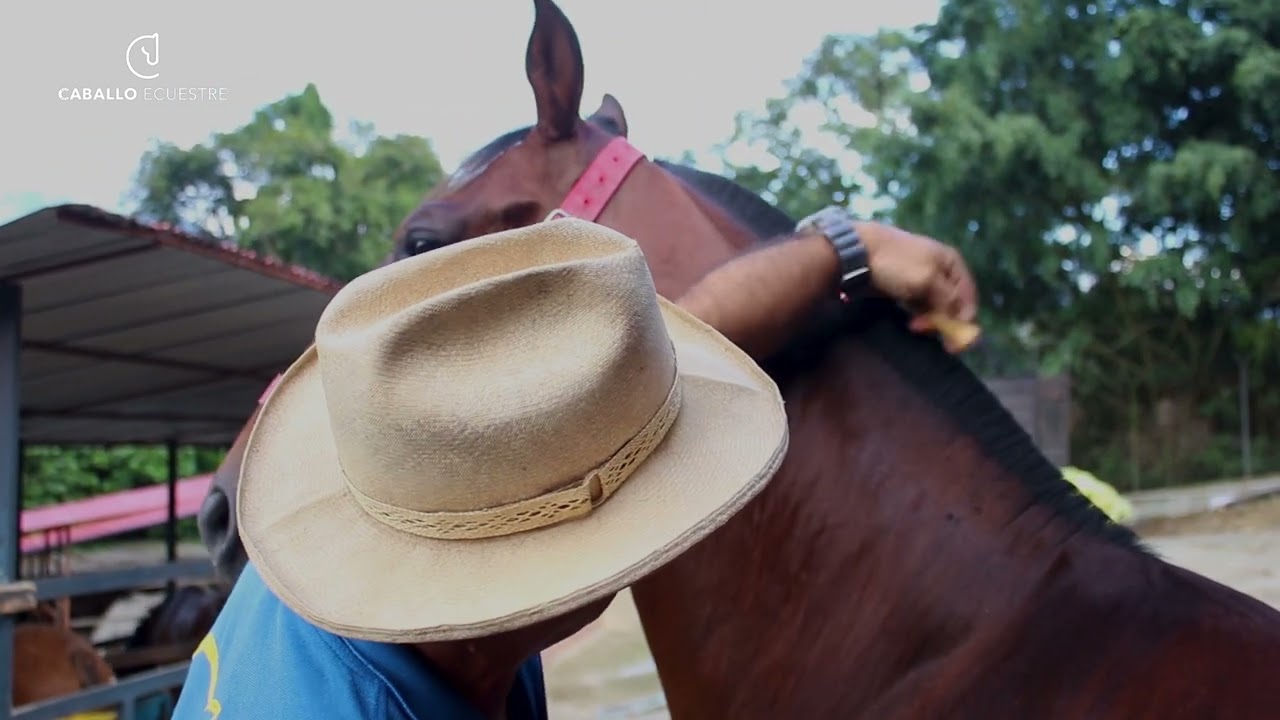 Consejo 2: ¿Cómo Balonar la crin a un Caballo?
