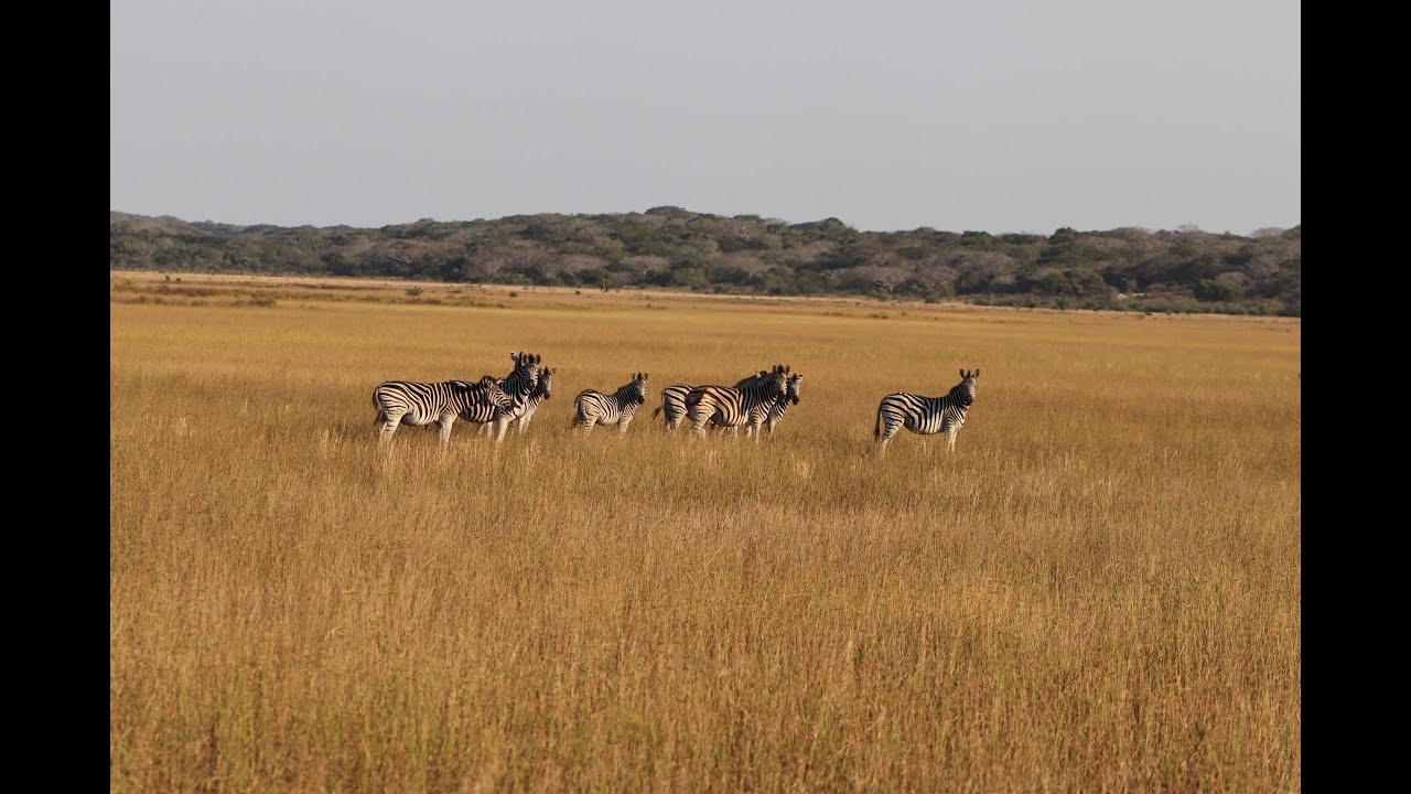 Maputo National Park - a lost paradise reborn