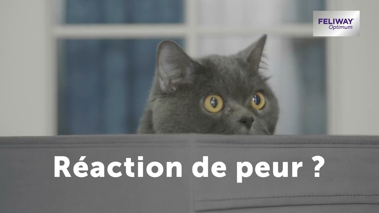 Mon chat se cache beaucoup, comment le rassurer ?
