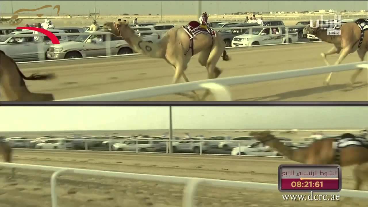 ختامي الشيحانية –حول وزمول للشيوخ 8 ك- 4-3-2015 م- ش4 غند لـ هجن الشيحانية ت:12:08:86