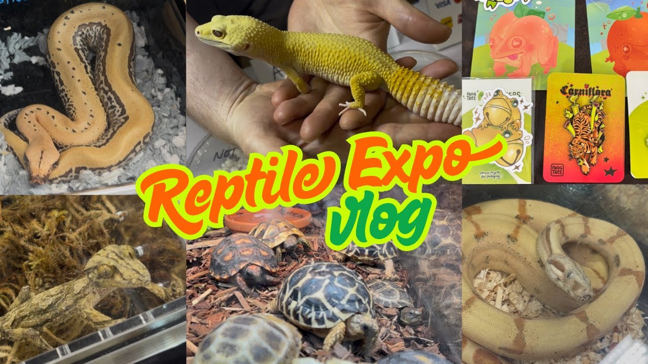 I went to a reptile expo *and tried not to buy a reptile*