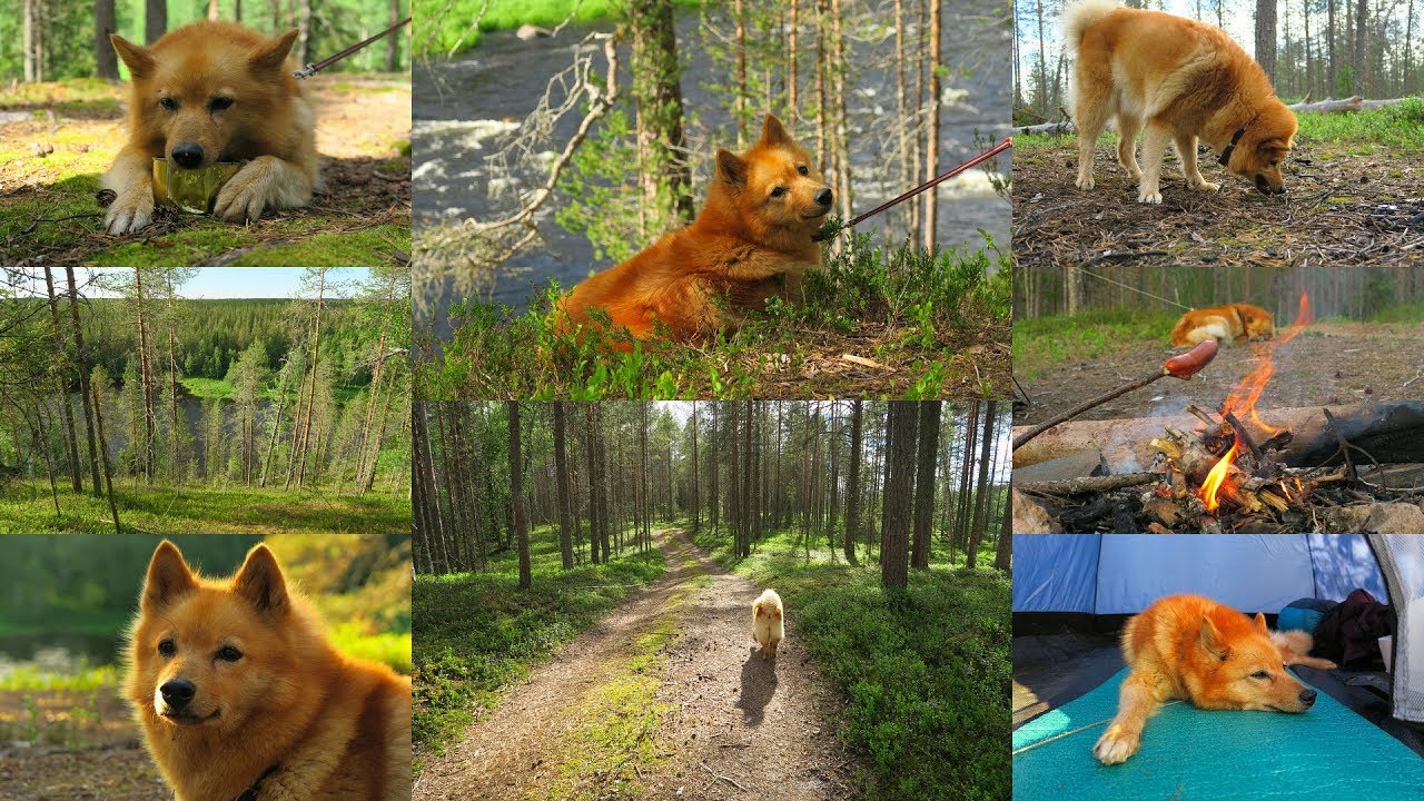 Piki Mustakosken ihmemaassa 19-20.6.2019 (Taivalkoski)