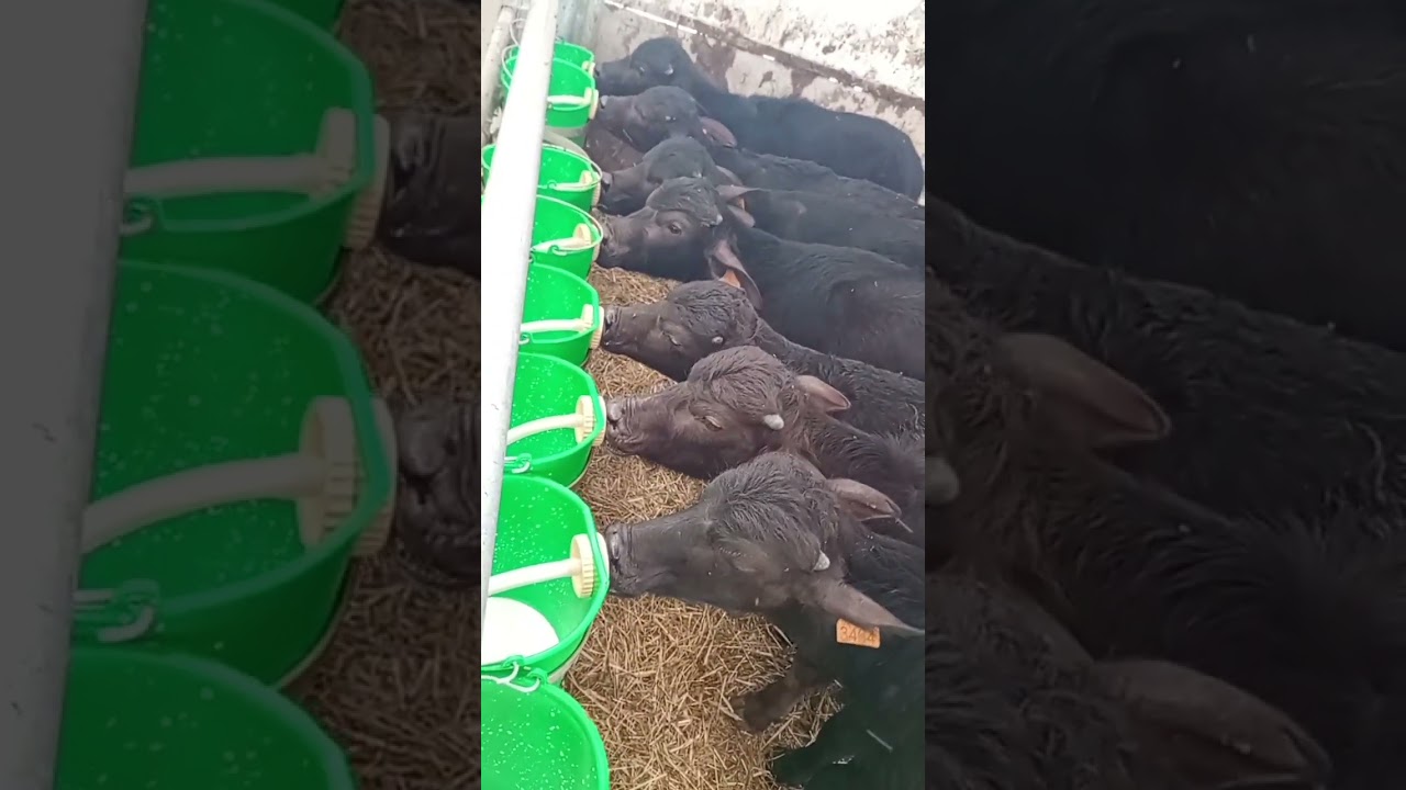 italy dairy farm work visasalary in italyjob in italyItaly dairy farm workItaly Dairy Farm Work -