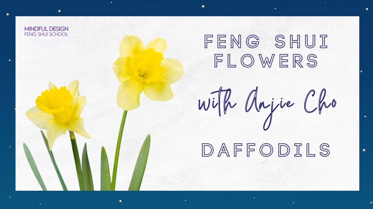 Daffodils: Feng Shui Flowers with Anjie Cho