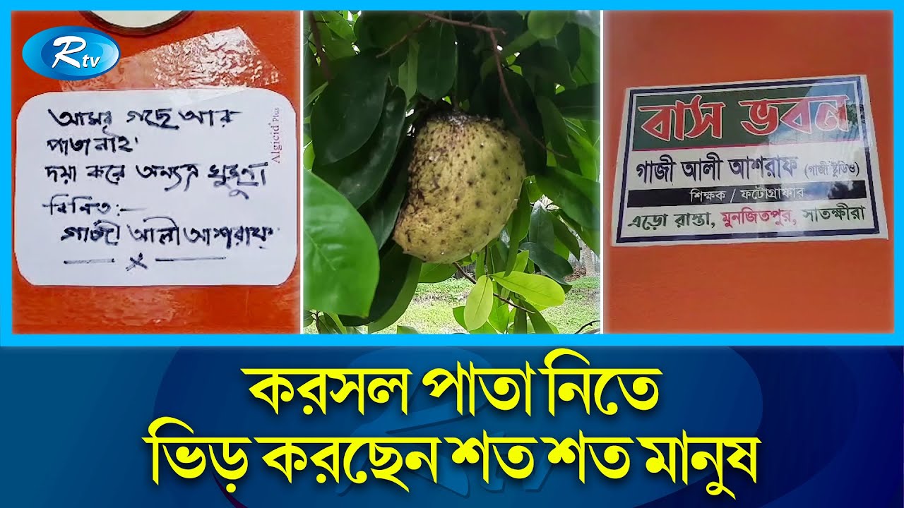 করসল গাছ নিয়ে বিপাকে সাতক্ষীরার গাজী আশরাফ | Corsal leaf | Cancer | Rtv News