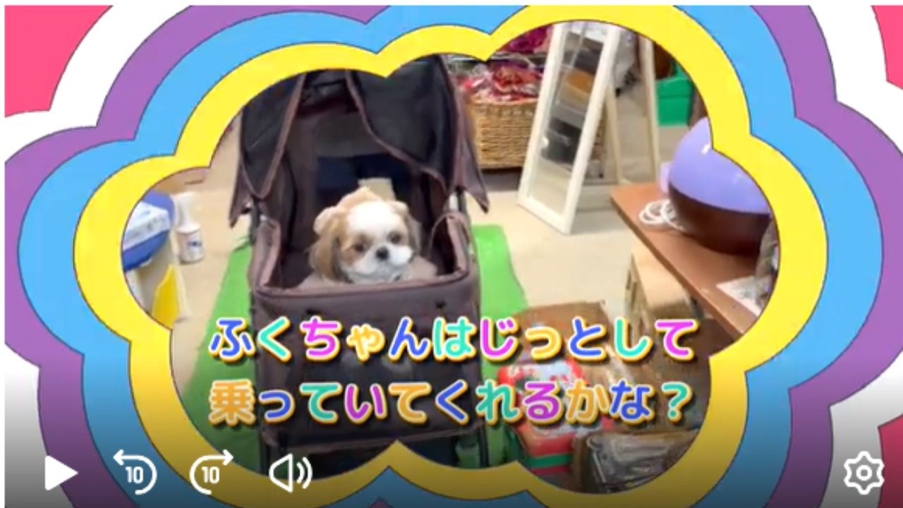【シーズー】【ふくちゃん】「わんちゃんのカートに初めて乗ったふくちゃんｗ」