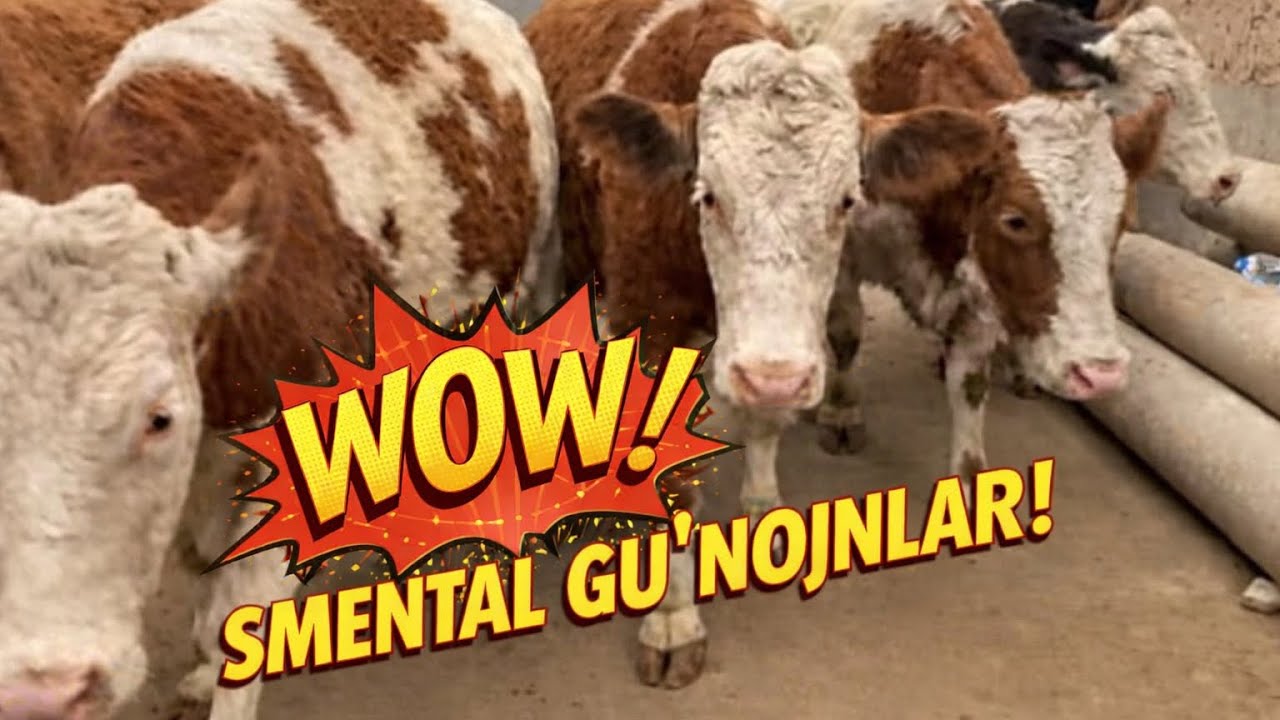 GERMANIYA DOVLATIDAN KELGAN TOZA QONLIY SMENTAL BUGOZ GUNOJINLAR +998945176888