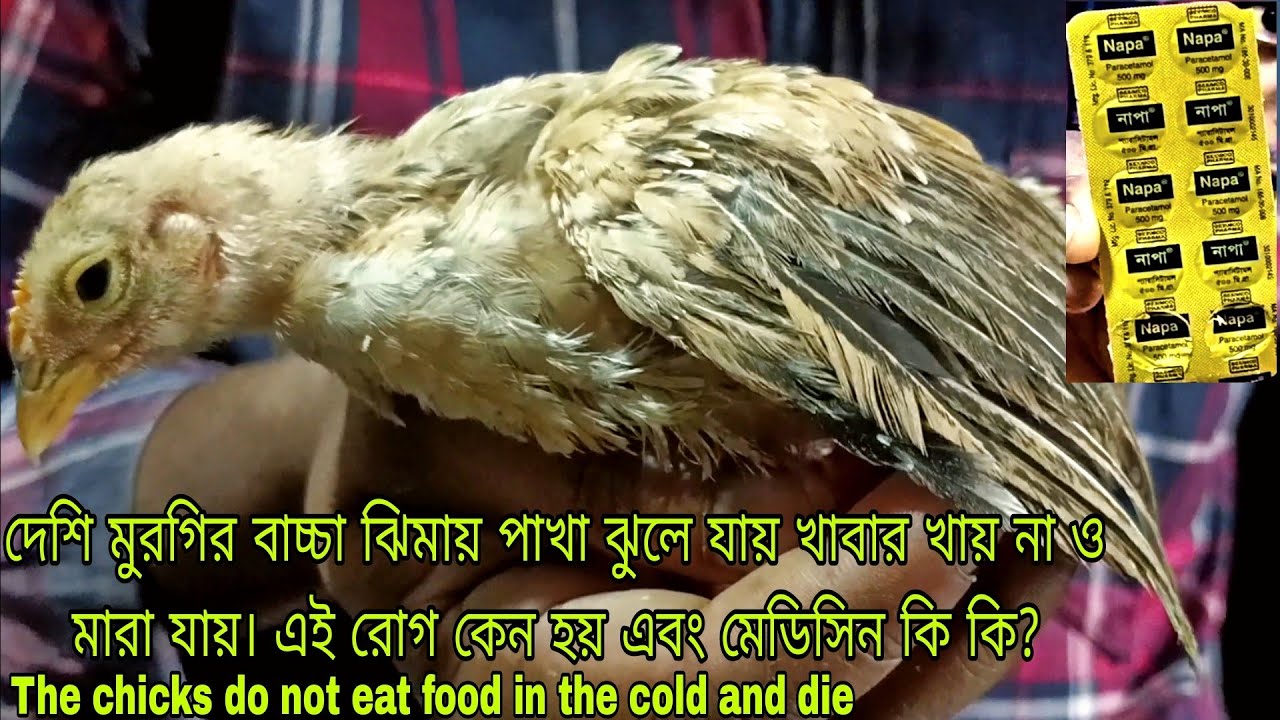 মুরগির বাচ্চা ঝিমায়, খাবার খায় না  Chickens sleep, do not eat