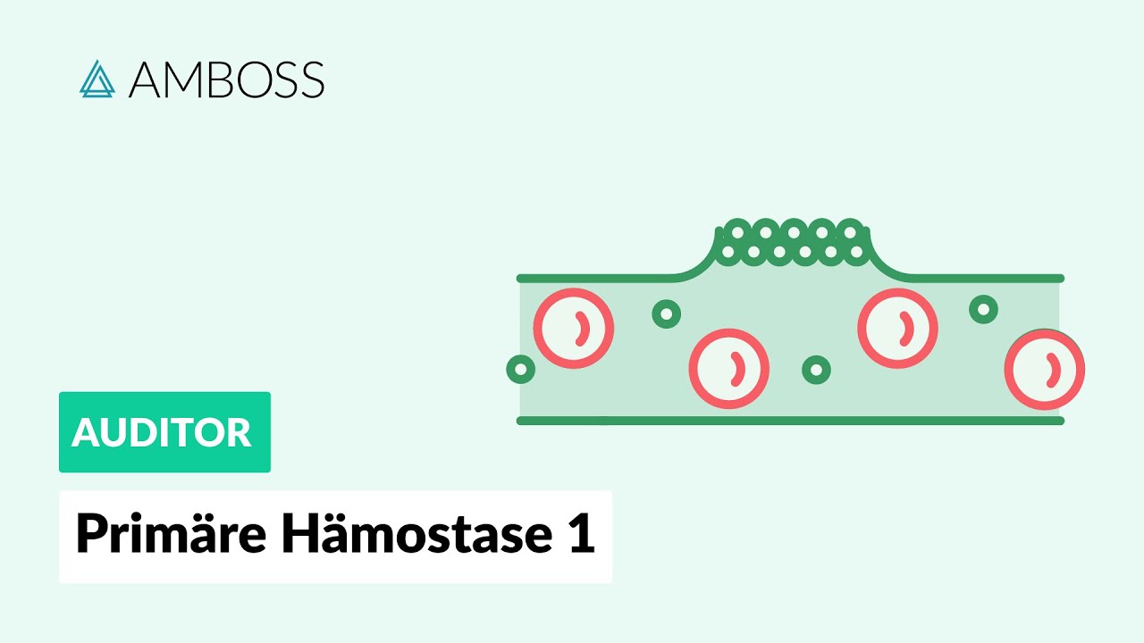 Primäre Hämostase - Teil 1 - Physiologie und Erkrankungen - AMBOSS Auditor
