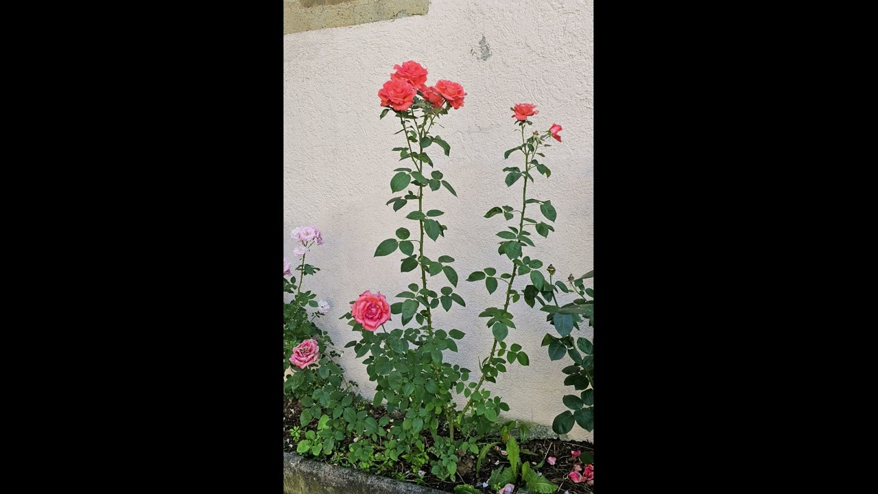 Die Rose - eine vertiefende Betrachtung