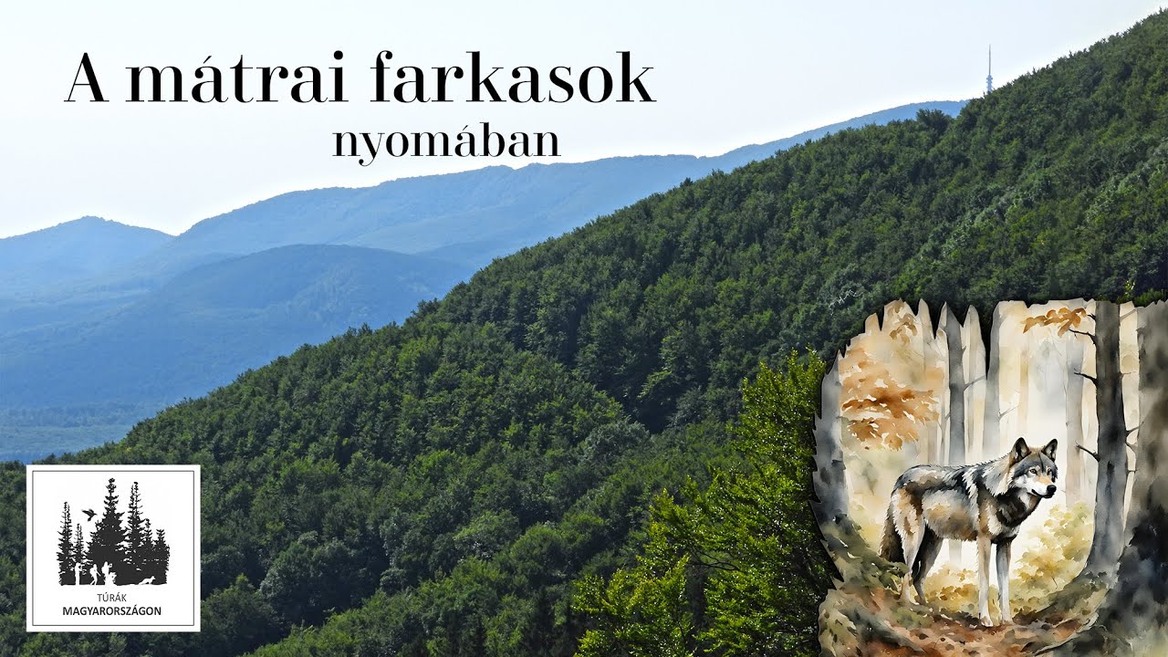 Farkasok nyomában a Mátrában