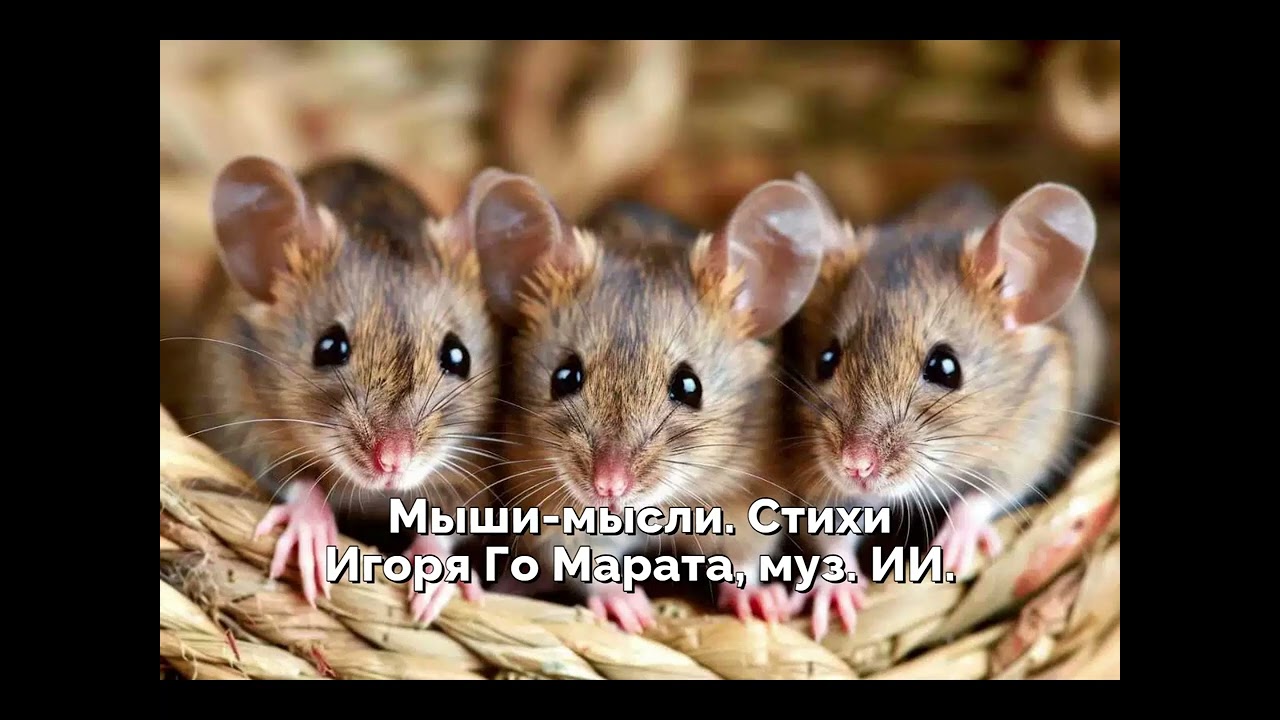 Мыши   мысли  Стихи Игоря Го Марата, муз  ИИ