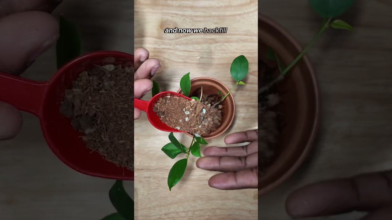 Как вырастить бонсай из фикуса и женьшеня #растения #комнатныерастения #бонсай #комнатныерастения