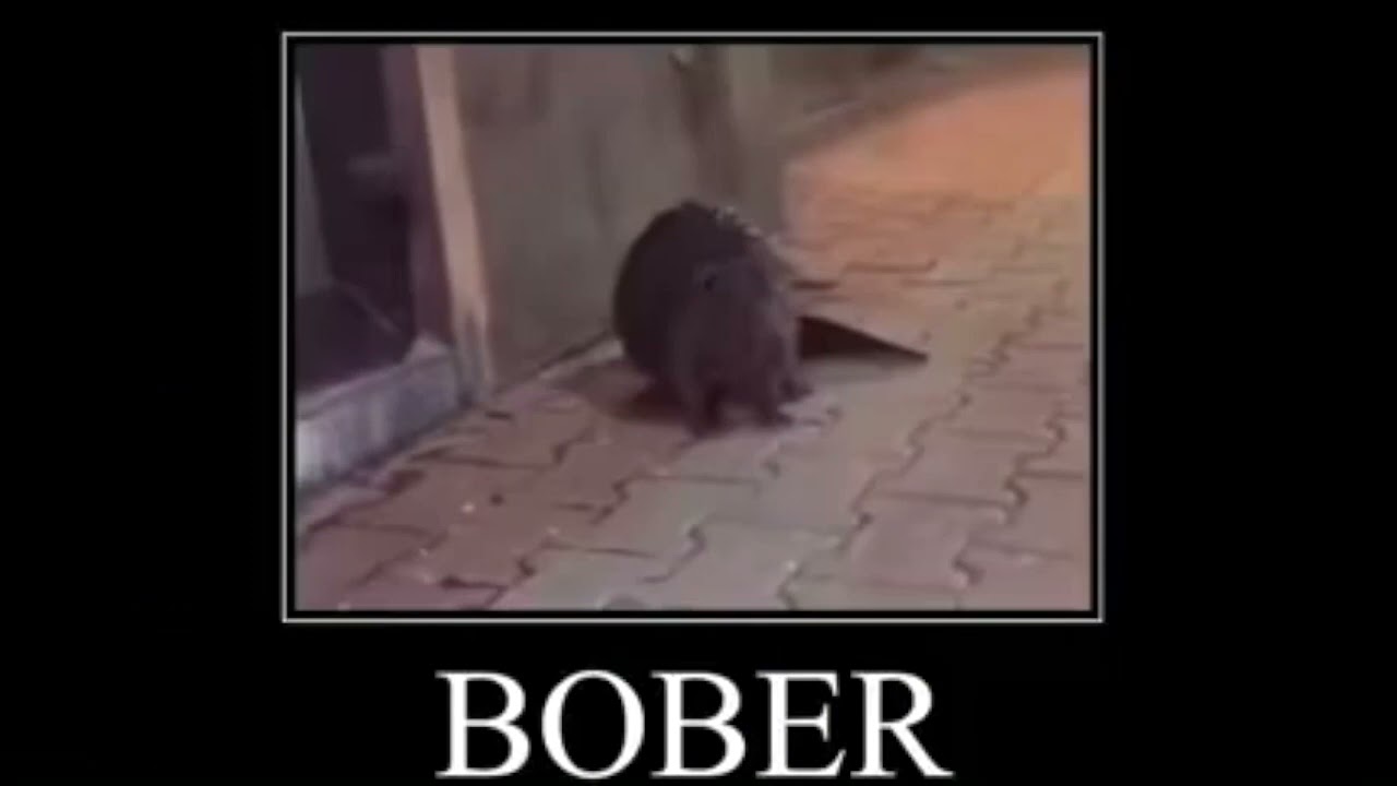 bober