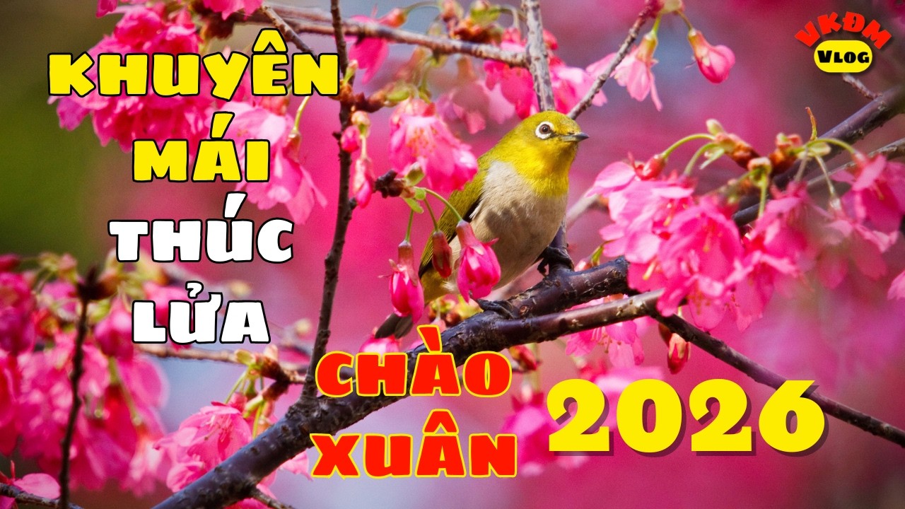 Khuyên Mái Thúc Lửa Kích Chim Căng Mỗi Ngày | VKĐM