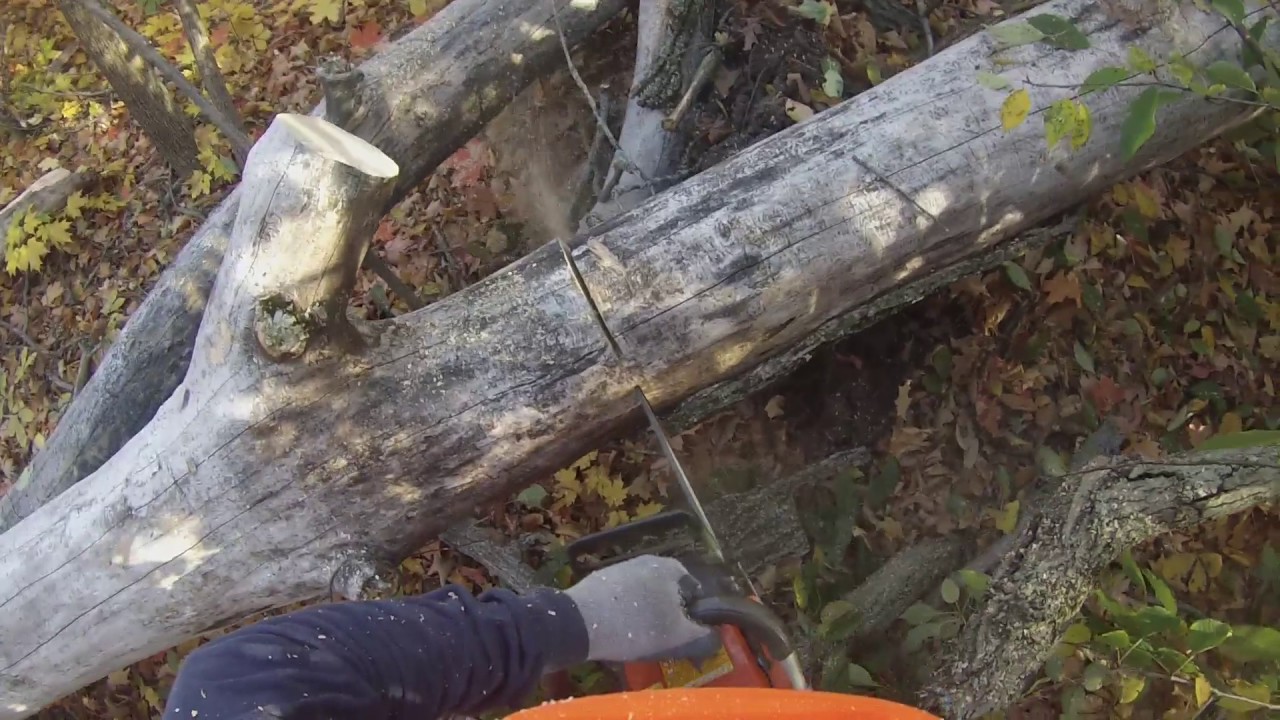 Ash felling and Bucking 372xp 28