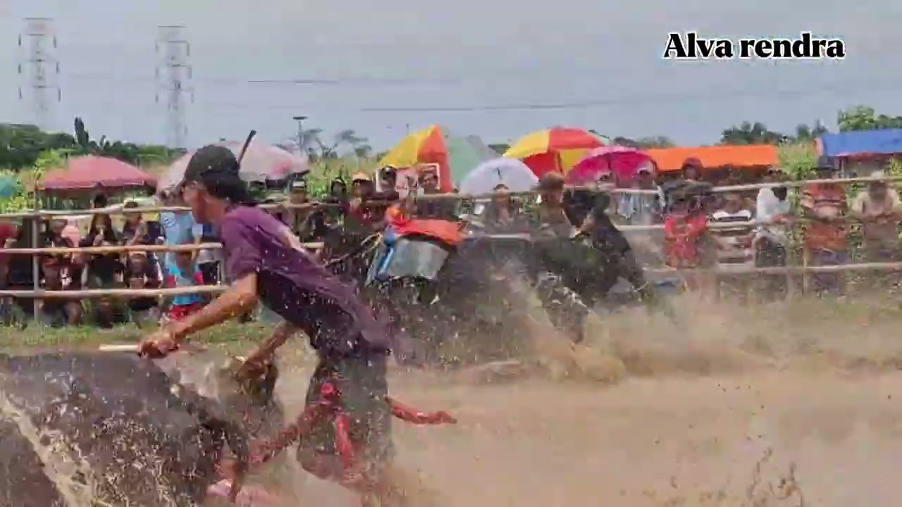 Karapan Sapi brujul 16 November 2025 di lap Wonoasih - PROBOLINGGO
