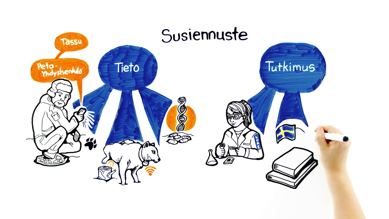 Susiennuste kertoo mitä susikannalle kuuluu