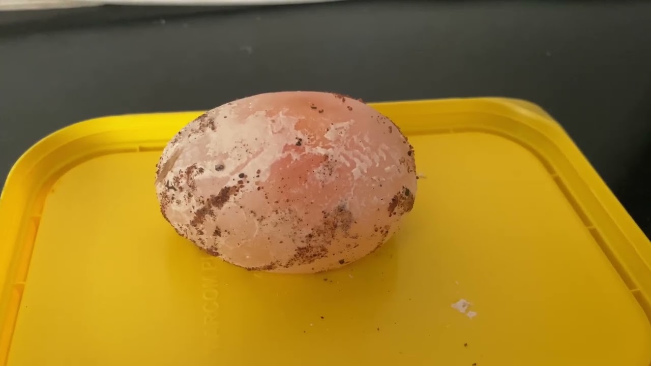 “Which Comes First, the Egg or the Chick? From Incubation to Life”