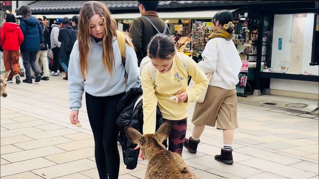 奈良公園で、外国人観光客や小さな子供たちが、遊園地内で鹿たちと触れ合い、愛情を込めてビスケットを与えている様子をご覧ください。本当に美しく、心温まる映像です！#naraparkjapan 