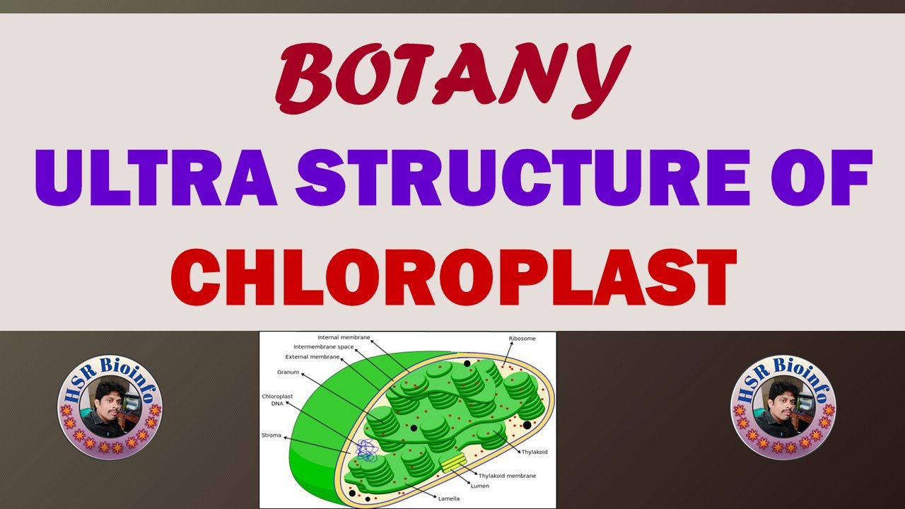 ULTRA STRUCTURE OF CHLOROPLAST | BOTANY 4TH SEMESTER AP | HSR BIOINFO