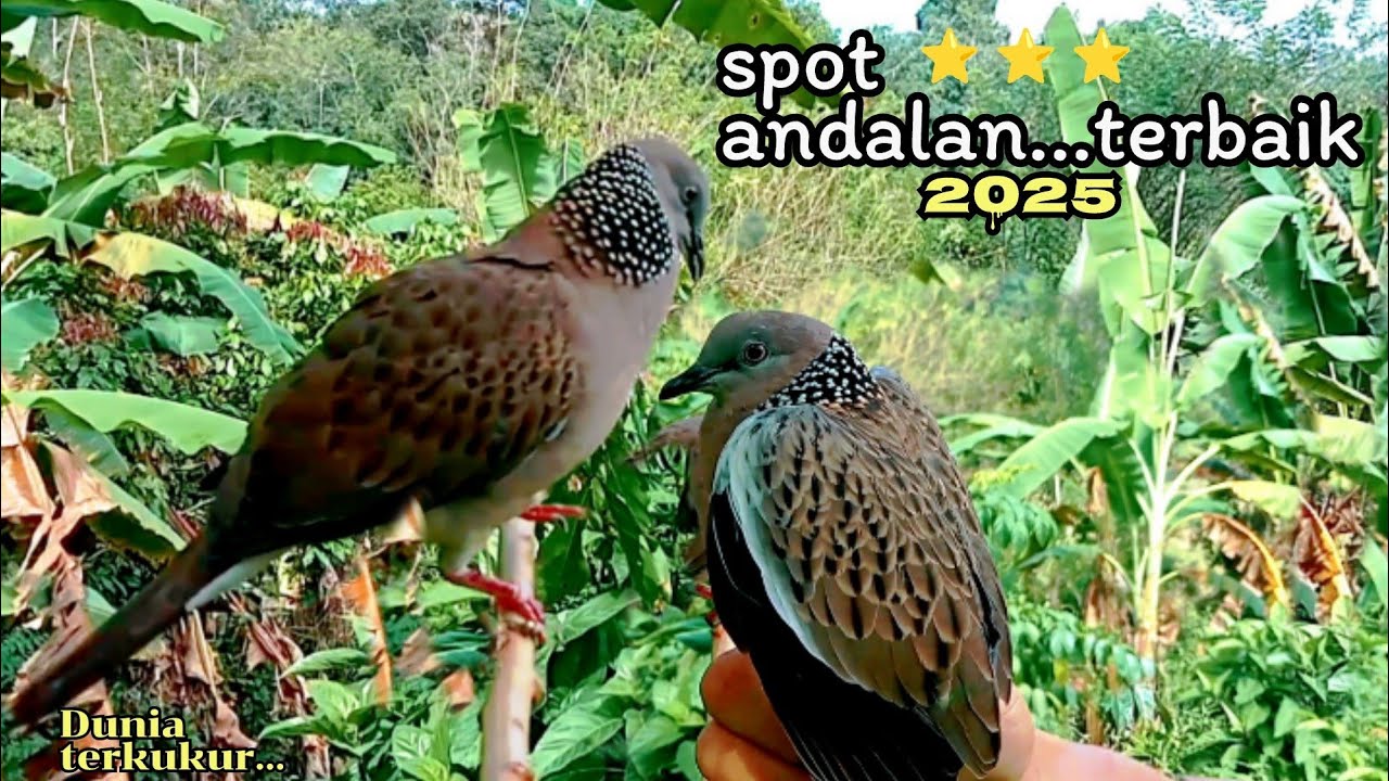 Tekukur Pikat Ranting Dengan Mengunakan Getah...Super..