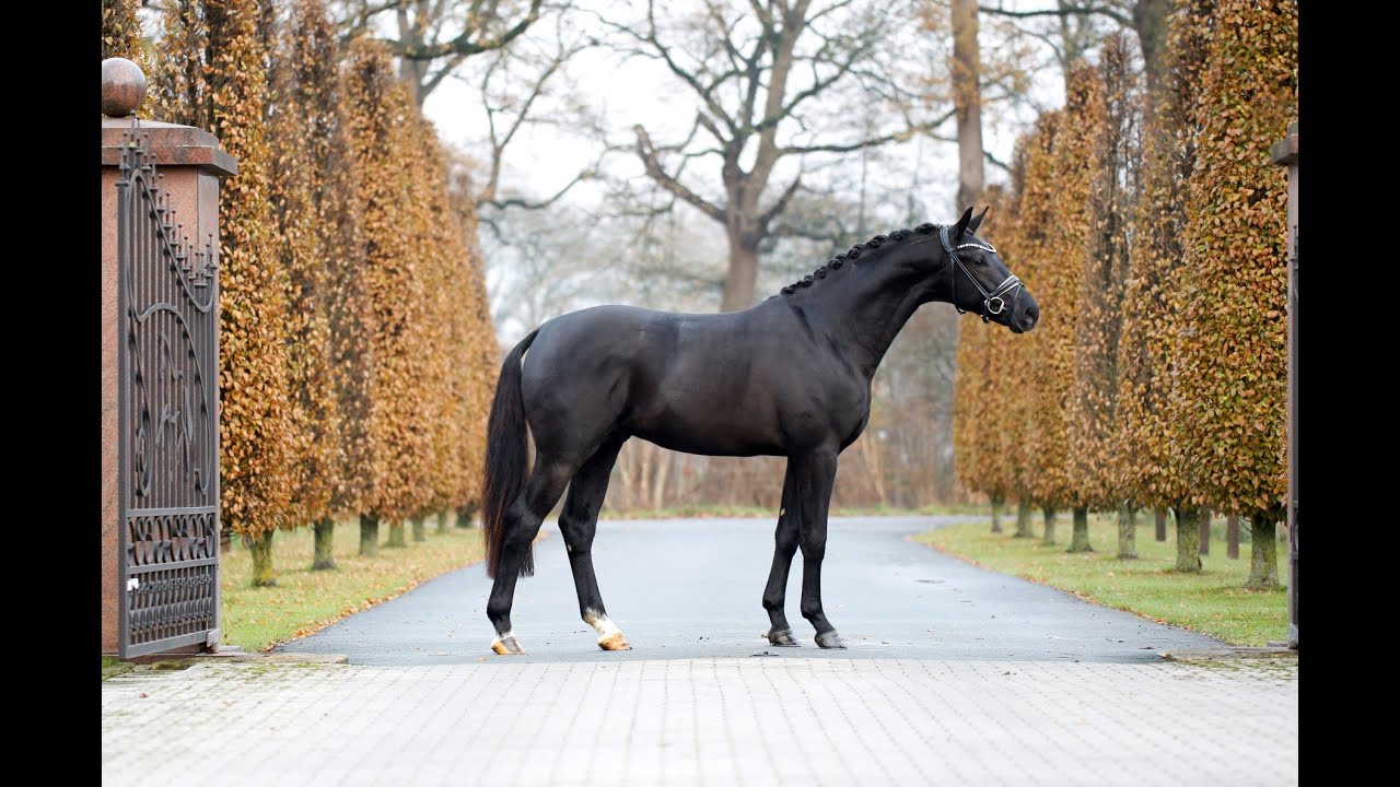 KINGSLEY - 3yo KWPN black stallion by Kjento