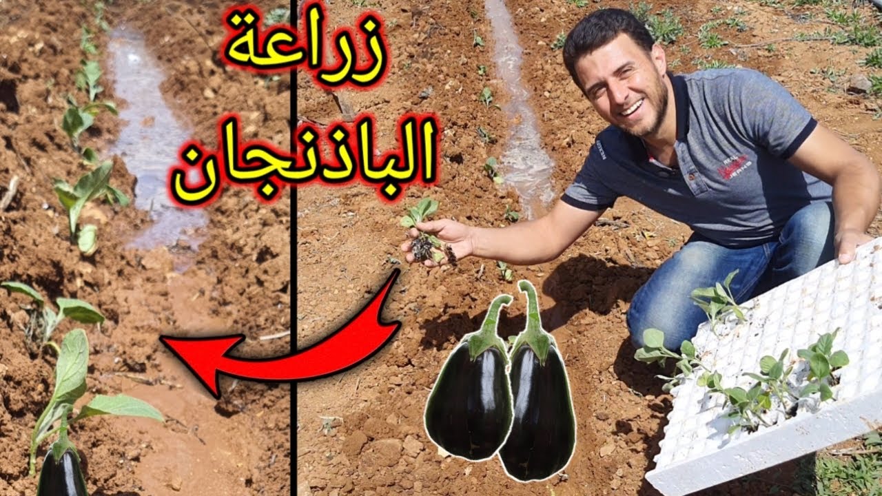 شاهد طريقة زراعة الباذنجان في المنزل - د.ز.خ #5