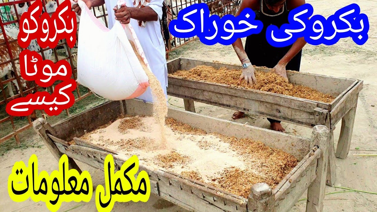 2026 Bakre Ko Mota karne ke liye kya karna chahie بکریوں کو کون سی خوراک دینی چاہیے Sabir goat farm 