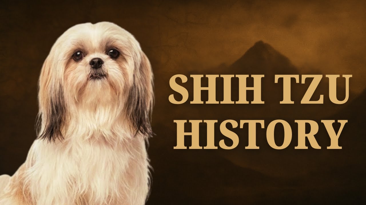 Saved by 14 Dogs: How the Shih Tzu Almost Went Extinct