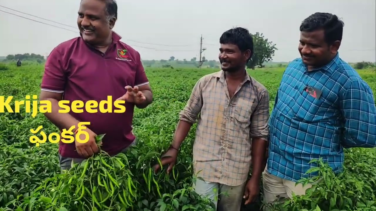 krija seeds ఫంకర్ , పచ్చి మరియు పండు కు అనుకూలం ఇప్పటికే 1.5 లక్షల ఆదాయం ph 7569476474
