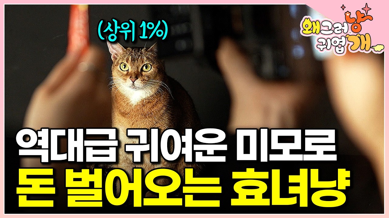 촬영 경력만 100회 이상! 데뷔 5년 차 캣모델 반려묘 덕분에 웃음꽃 핀 집사님. 그런데 모두에게 숨겼던 남모를 고민이 있다는데│#왜그러냥귀엽개