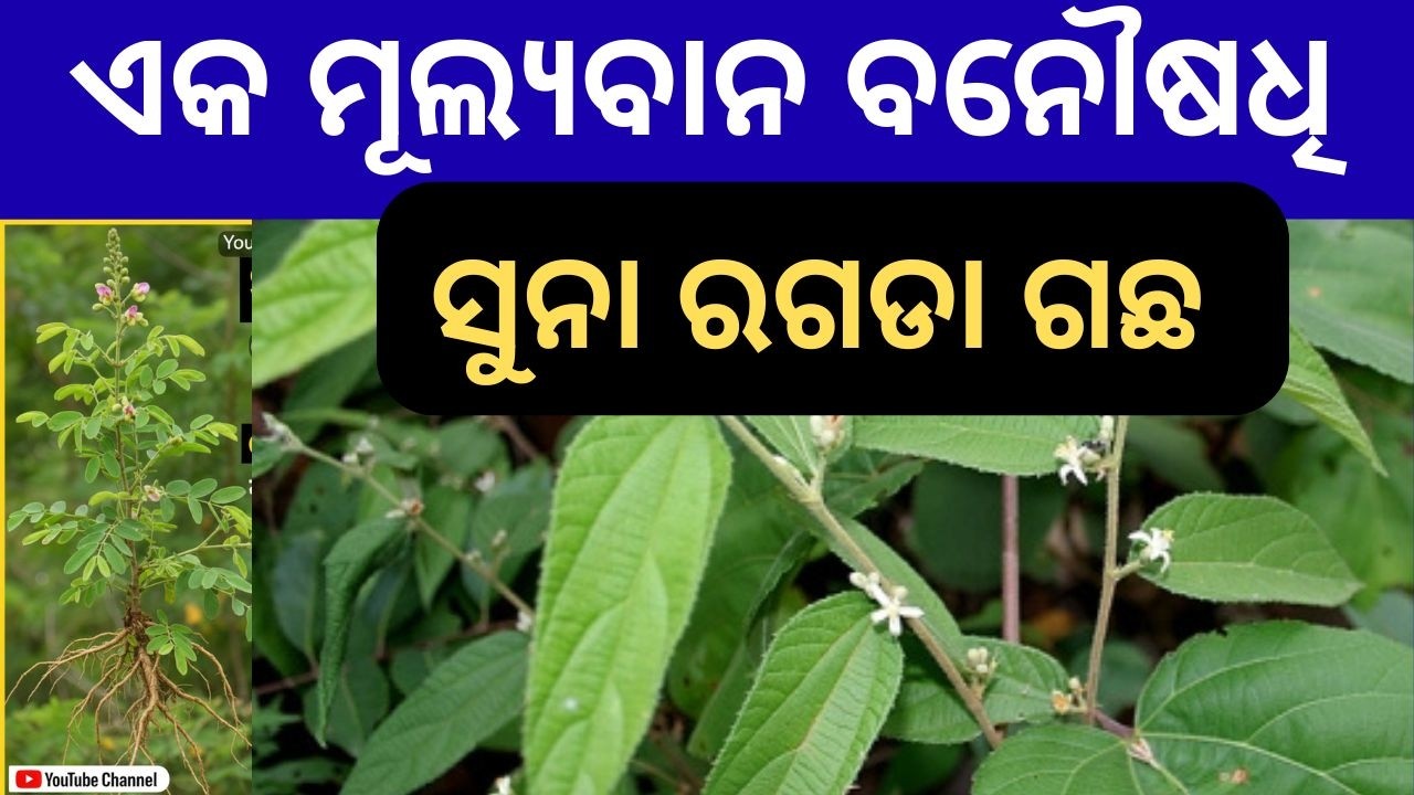 Miraculous Health Benefits of Suna Ragada (Grewia hirsuta) | Natural Ayurvedic Remedy