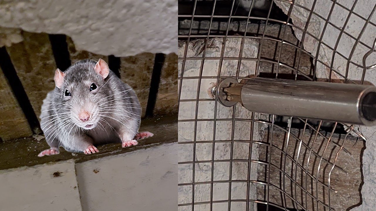How to keep rats and mice out | Rodent mesh installation