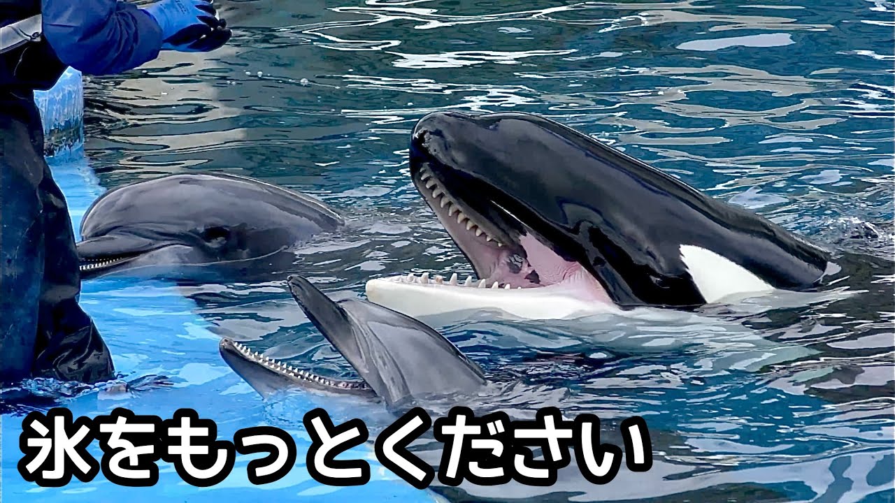 シャチのリンちゃんとイルカたち　もっと氷がほしいようです【名古屋港水族館】Orca Lynn Dolphin Nagoya Aquarium 