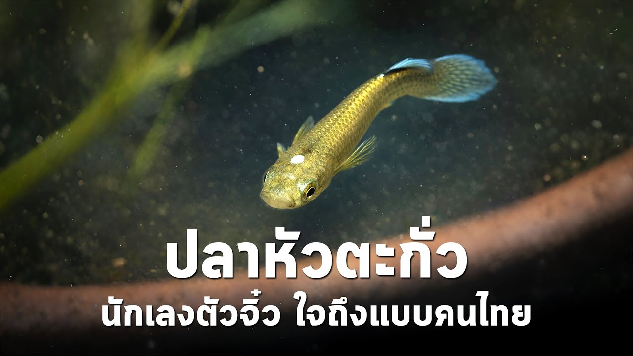 นานาสาระ ตอน ปลาหัวตะกั่ว นักเลงตัวจิ๋ว ใจถึงแบบคนไทย!