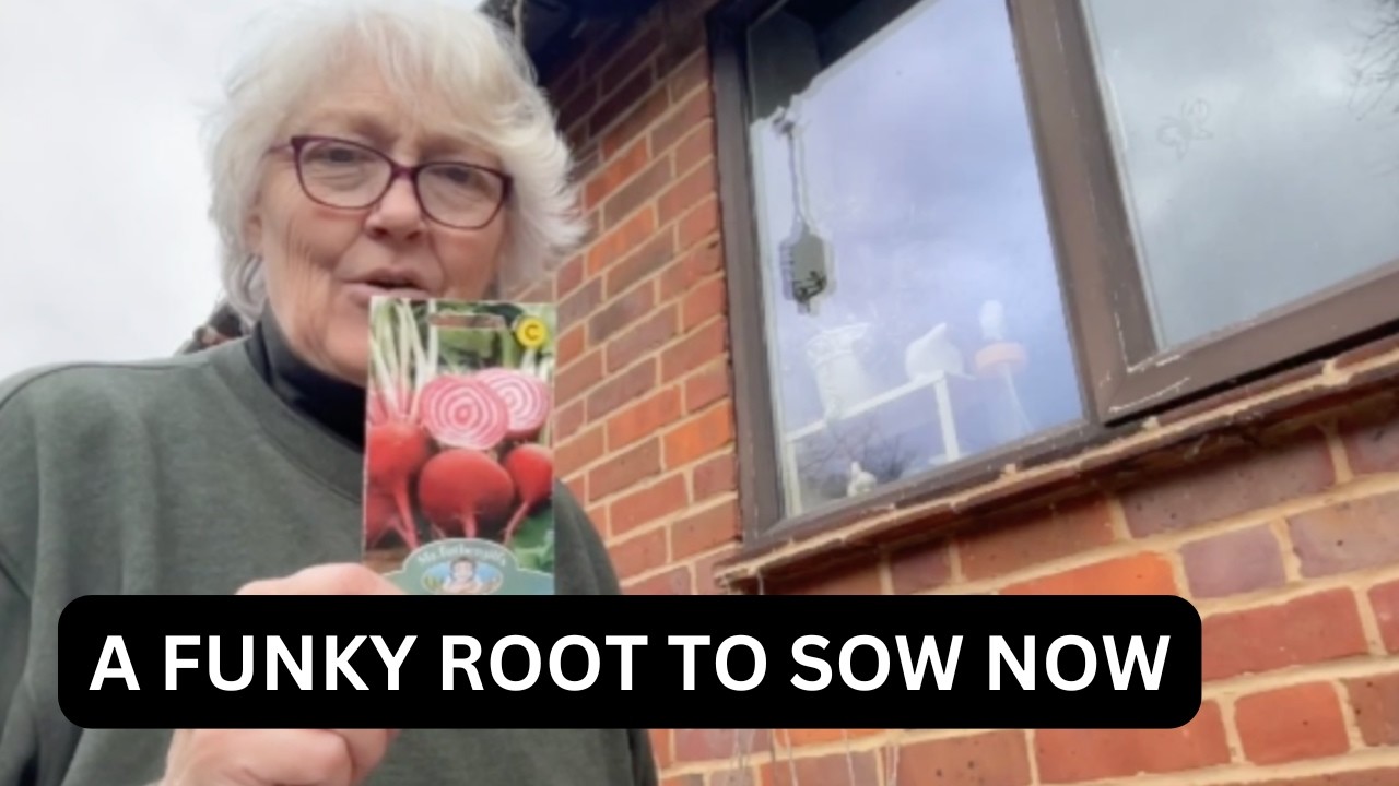 GAL- Multi-sow Beetroot With Me