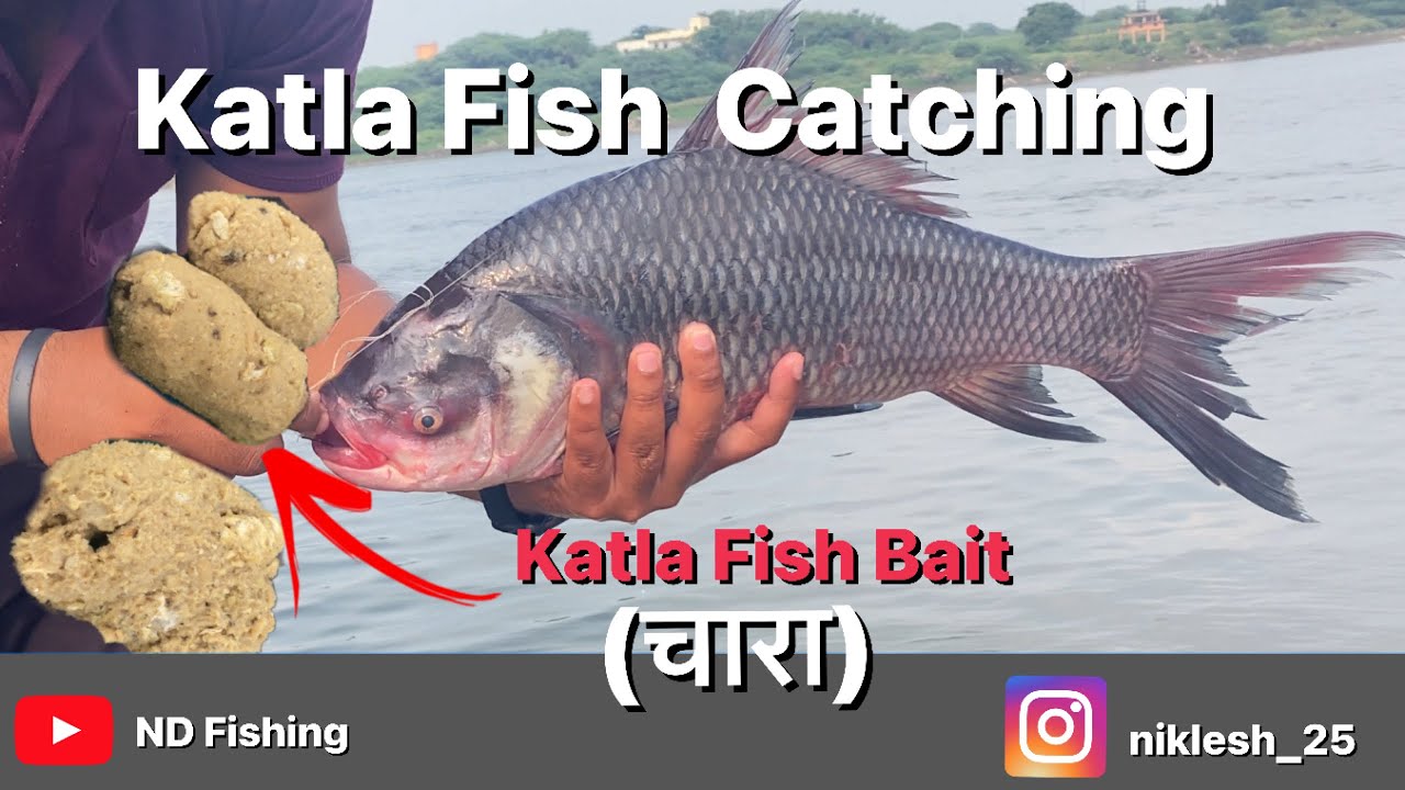 कटला मासा पकडणे आणि चारा । Best Bait and catching katla fish… #ndfishing #katlafish #katlafishbait