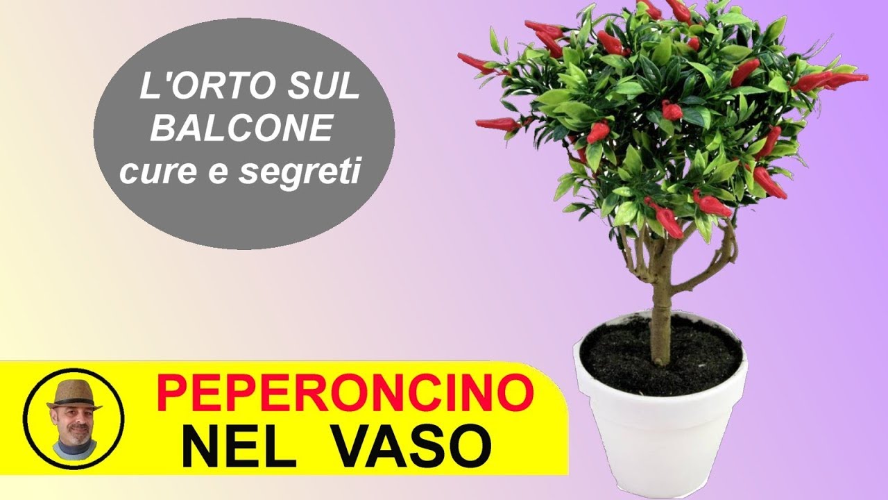 PEPERONCINO IN VASO SUL BALCONE come coltivarlo e le cure ( मिर्च उगाओ )