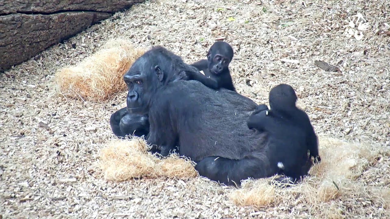 Život gorily Kijivu: Pětinásobná matka z pražské zoo