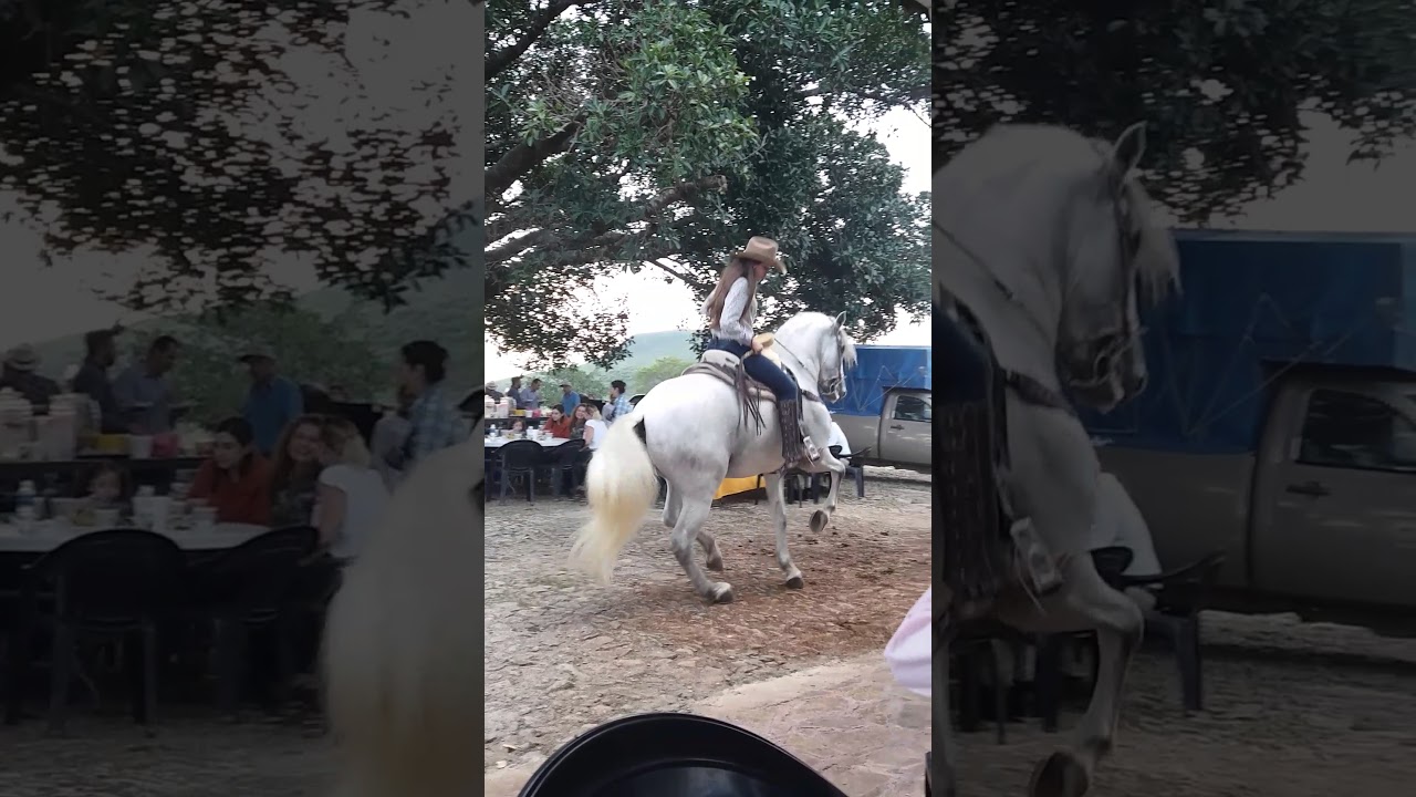 Caballo Bailador