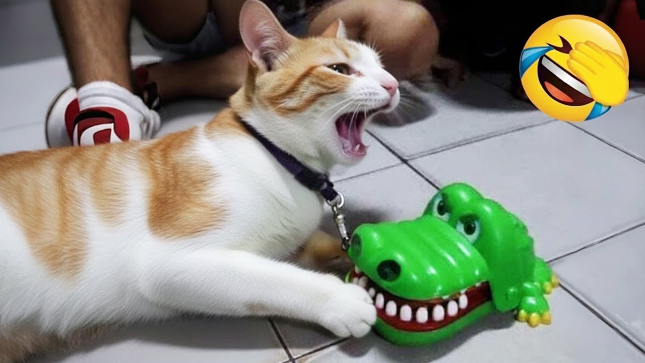 Забавные кошки и собаки заставят вас смеяться до слёз! 😹