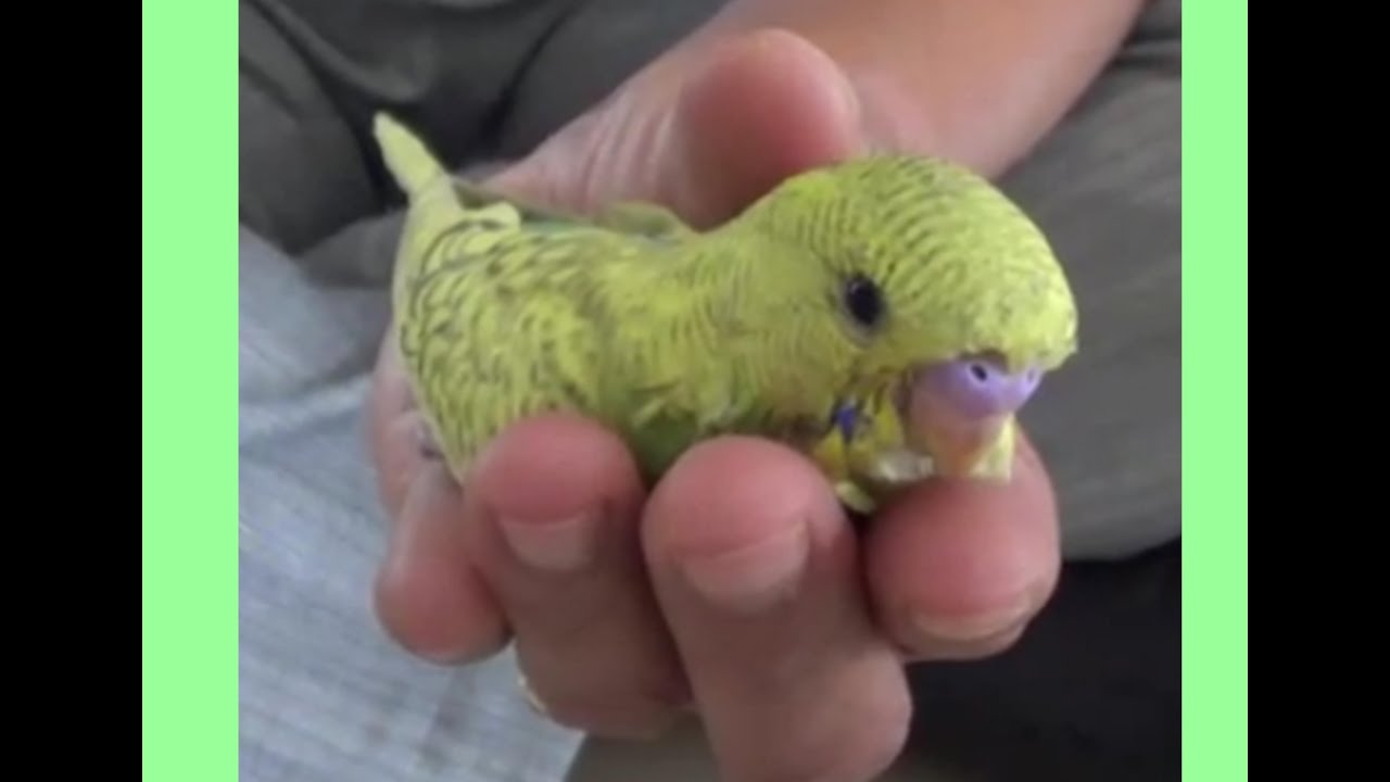 Baby Budgie Kicked out of the nest at 2 weeks old #1 - Liz Kreate