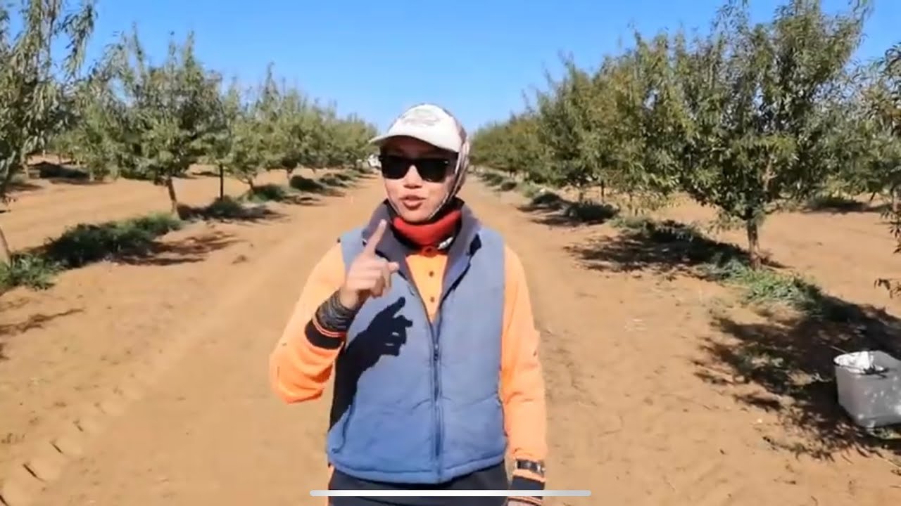 Pernah tengok Pokok Badam? Wonder how does Almond Tree look like? | Agriculture Education