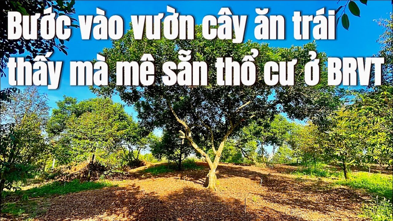 Cần vốn làm ăn! A Hùng Bán nhà vườn cây ăn trái xum xuê, 200m2 thổ cư đường xá rộng rãi.Ở BRVT