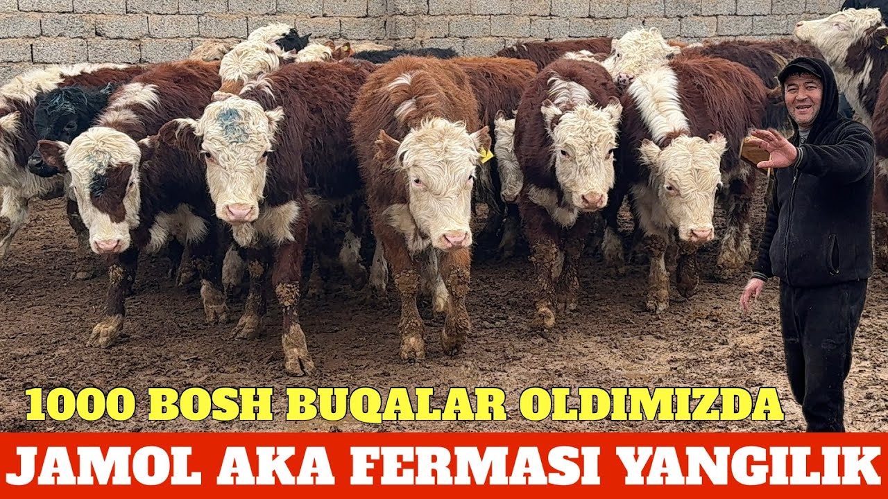 JAMOL AKA FERMASIDA 1000 BOSH BUQALAR KELA BOSHLADI 
