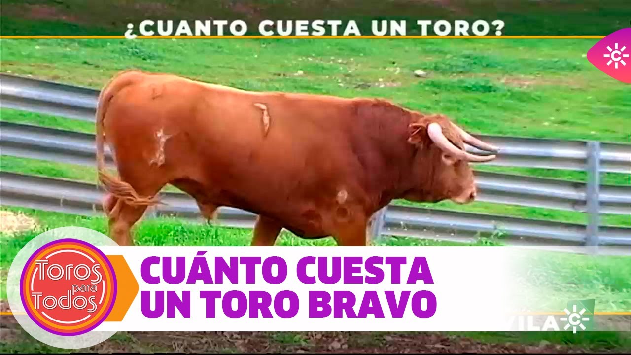 ¿Cuánto dinero cuesta un toro bravo?